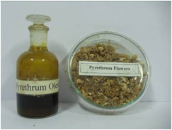 pyrethium